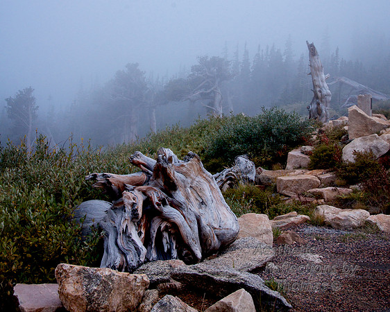 Goliath Park (on Mt Evans, Colorado) 0002