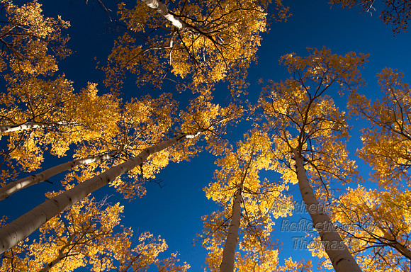 Rising to the Sun after the Fall on Kanosha Pass near Jefferson, Colorado