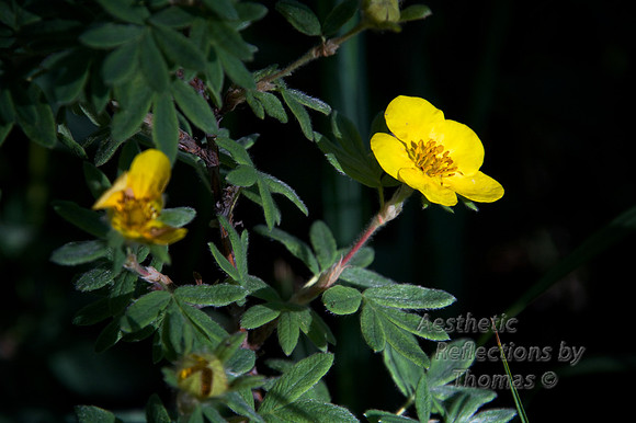 Colorado Wildflowers; Kenosha Pass - Jefferson, Co 0081