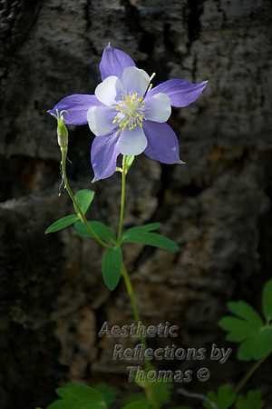 Colorado Wildflowers; Kenosha Pass - Jefferson, Co 0064