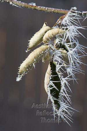 Hoar Frost in Denver, Co (1-2015) 0005