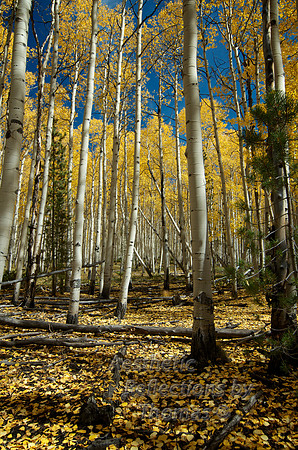 Fall of 2012, near Leadville, Colorado