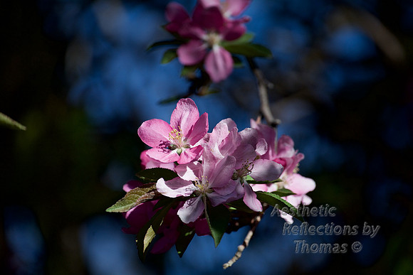 DSC_7296 (4 of 25)