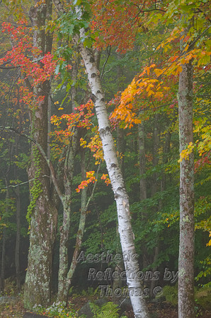 New England in the fall