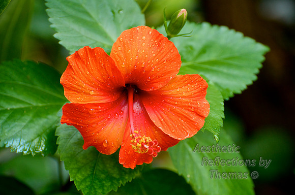Flower from the Denver Butterfly Pavilion