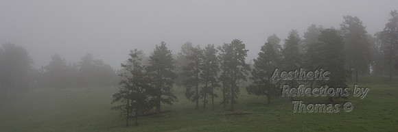 Foggy Day at Genesee Park; Colorado