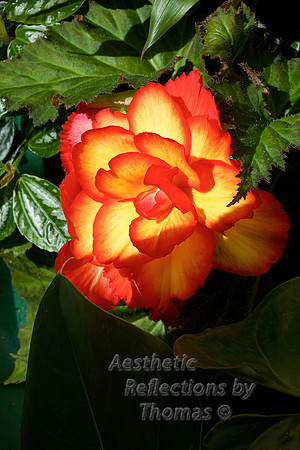 The Butchart Gardens; Victoria, B.C.; Canada