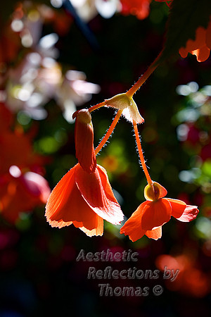 The Butchart Gardens; Victoria, B.C.; Canada