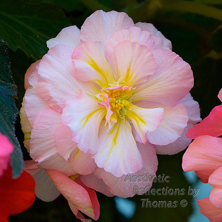 The Butchart Gardens; Victoria, B.C.; Canada