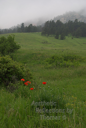 Flat Irons Meadow of Boulder, Colorado