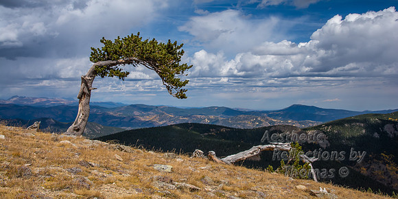 Weather Driven Tree on Mt Evans; Colorado