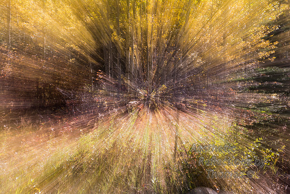 Fall Movement