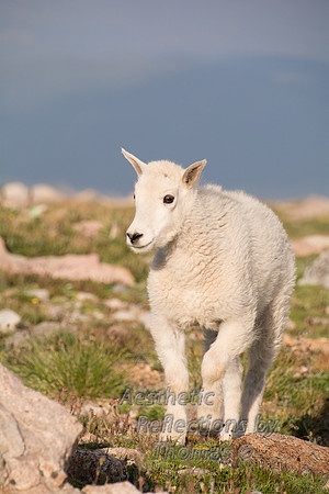 Mt Evans Mt. Goats