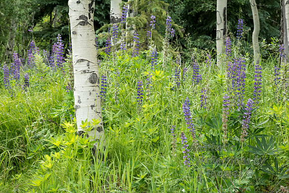 Aspen Grove in RMNP