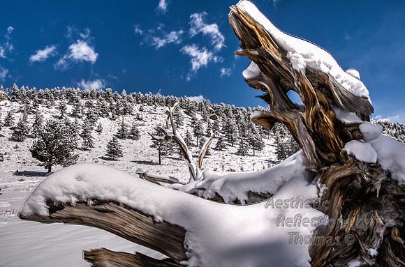 A fallen hero in RMNP