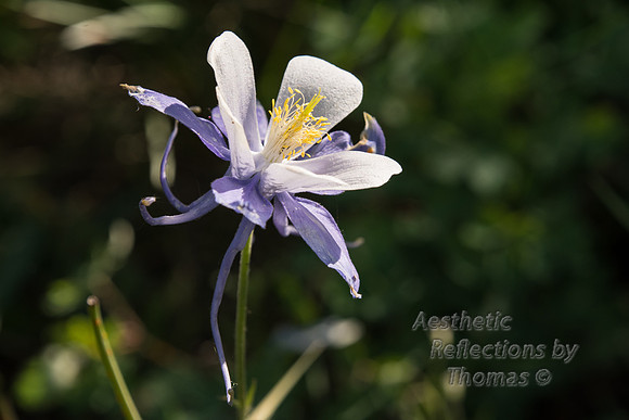 Colorado St Flower; The Columbine