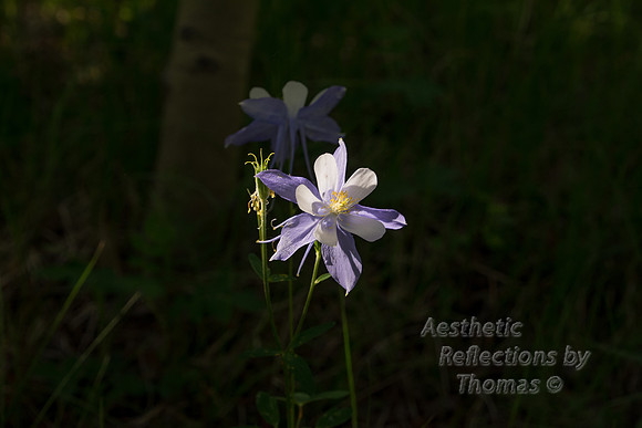 Colorado St Flower; The Columbine