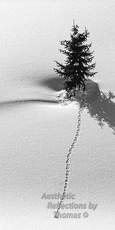 Snow Ball Express
