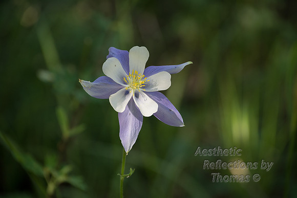 Colorado St Flower; The Columbine