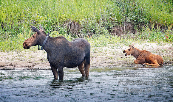 Cow and calf moose (Teton Nat. Park)
