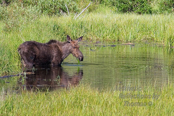 Cow Moose (Big Horn Mountains, Wyo.)
