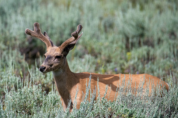 Deer (Teton Nat. Park)