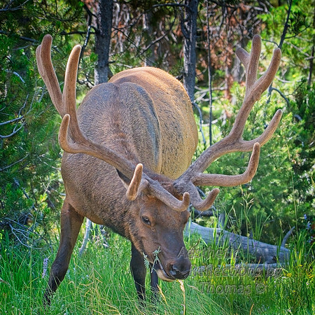 Elk (Teton Nat. Park)