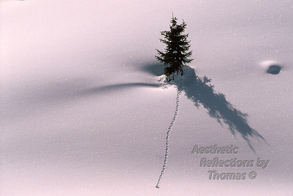 "Mystery Tracks" Winter in Colorado