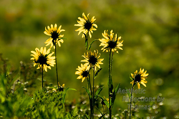 Flowers 020