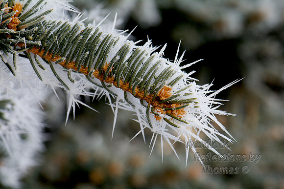 Hoar Frost in Denver, Co (1-2015) 0011