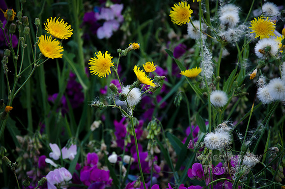 DSC_2347