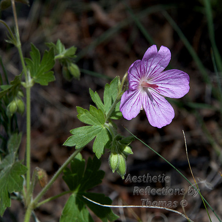 Colorado Wildflowers; Kenosha Pass - Jefferson, Co 0013