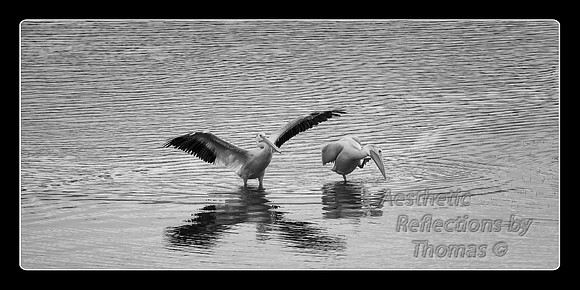 Pelicans at Ox Bow Bend in Teton National Park
