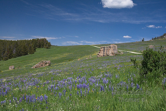 Flowers of the Big Horns Mountains, Wyoming