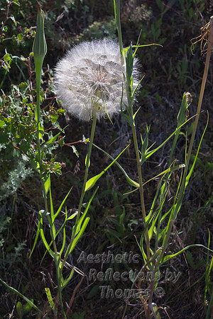 Flowers of the Big Horns Mountains, Wyoming