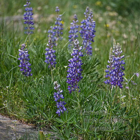 Flowers of the Big Horns Mountains, Wyoming