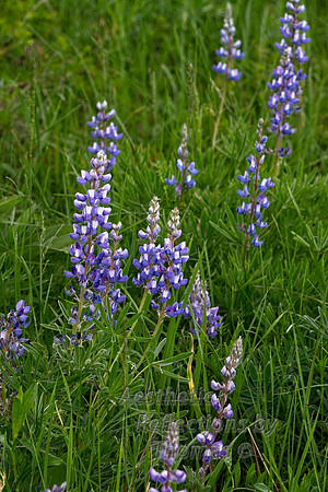 Flowers of the Big Horns Mountains, Wyoming