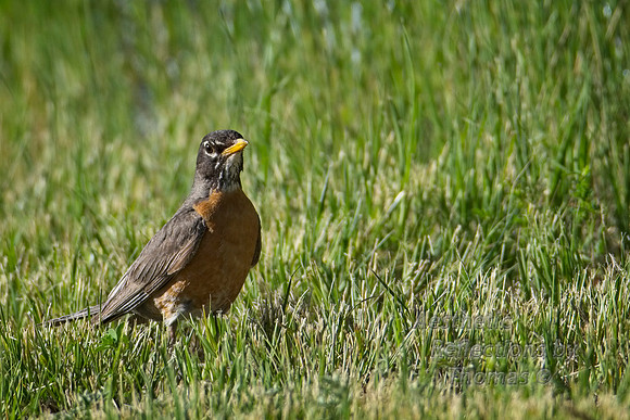 Robin near Casper, Wyo.