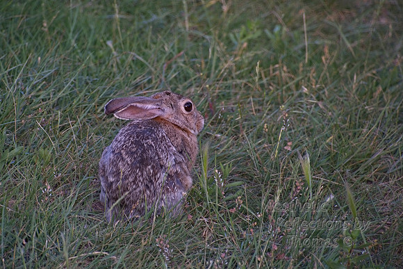 Surprise bunny at Muddy Pond near Crazy Woman Canyon, Wyoming