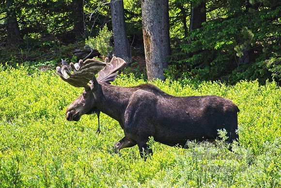 Bull Moose of the Big Horns