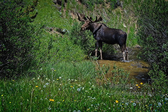Bull Moose of the Big Horns