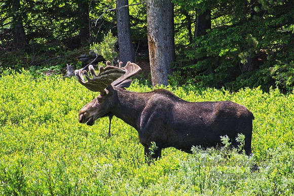 Bull Moose of the Big Horns