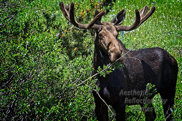Bull Moose of the Big Horns