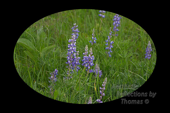 Flowers of the Big Horns Mountains, Wyoming