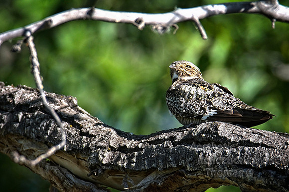 Common PoorWillow Owl; near Casper, Wyo.