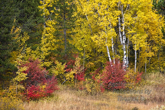 Fall in the Tetons; off of Wilson Road