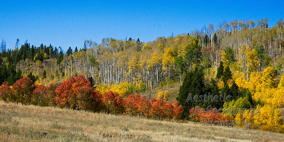 Near "Aspen Alley" of Wyoming