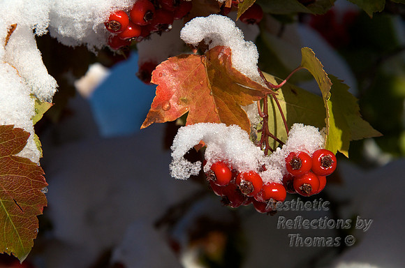 Chilled Berries