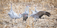Nebraska sand hill cranes