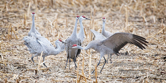 Nebraska sand hill cranes